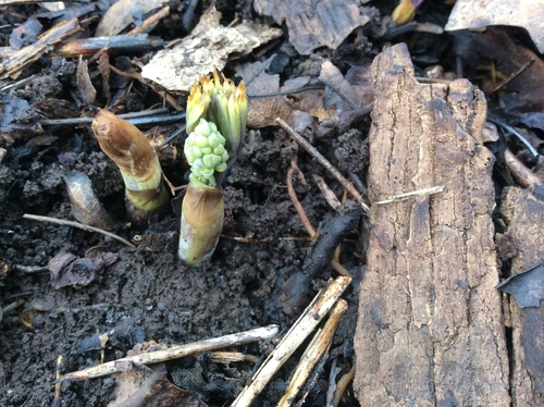Caulophyllum thalictroides (Blue Cohosh)