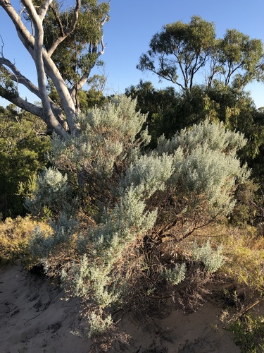 Olearia axillaris (Coastal Daisy-Bush)