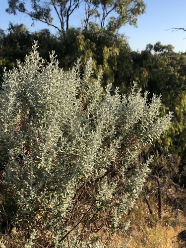 Olearia axillaris (Coastal Daisy-Bush) (alternate view 2)