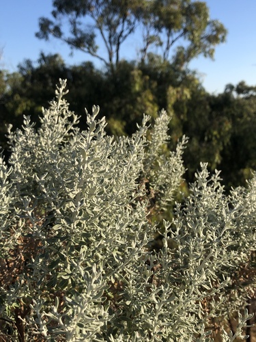 Olearia axillaris (Coastal Daisy-Bush) (alternate view 3)