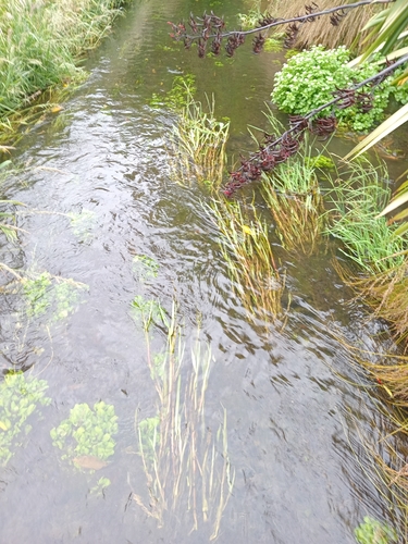 Glyceria fluitans (water manna grass)