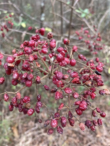 Viburnum dilatatum (linden viburnum) (alternate view 6)