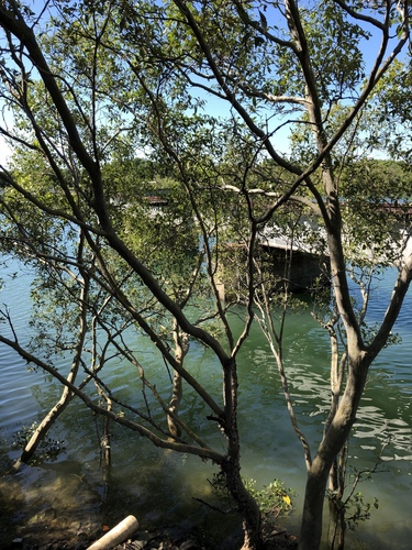 Avicennia marina (Grey Mangrove) (alternate view 8)