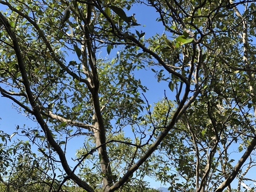 Avicennia marina (Grey Mangrove) (alternate view 9)