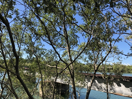 Avicennia marina (Grey Mangrove) (alternate view 10)
