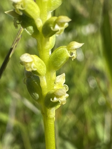 Microtis unifolia (common onion-orchid) (alternate view 6)