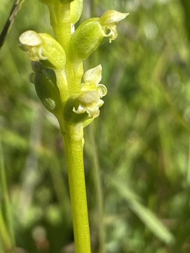 Microtis unifolia (common onion-orchid) (alternate view 7)