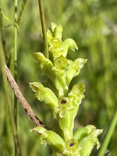 Microtis unifolia (common onion-orchid) (alternate view 8)