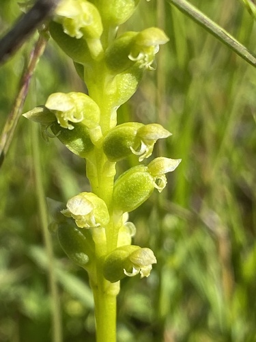 Microtis unifolia (common onion-orchid) (alternate view 9)