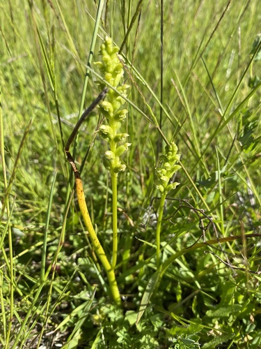 Microtis unifolia (common onion-orchid) (alternate view 10)