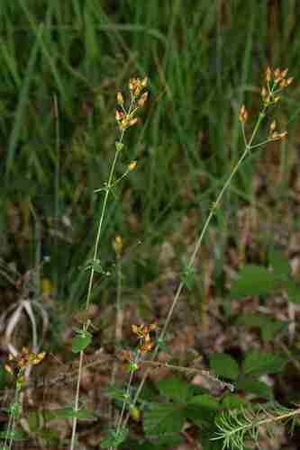Hypericum pulchrum (Slender St John's-wort)