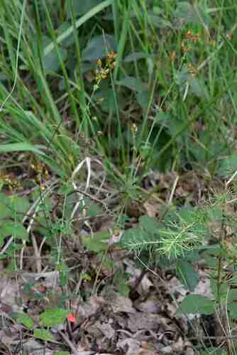 Hypericum pulchrum (Slender St John's-wort)