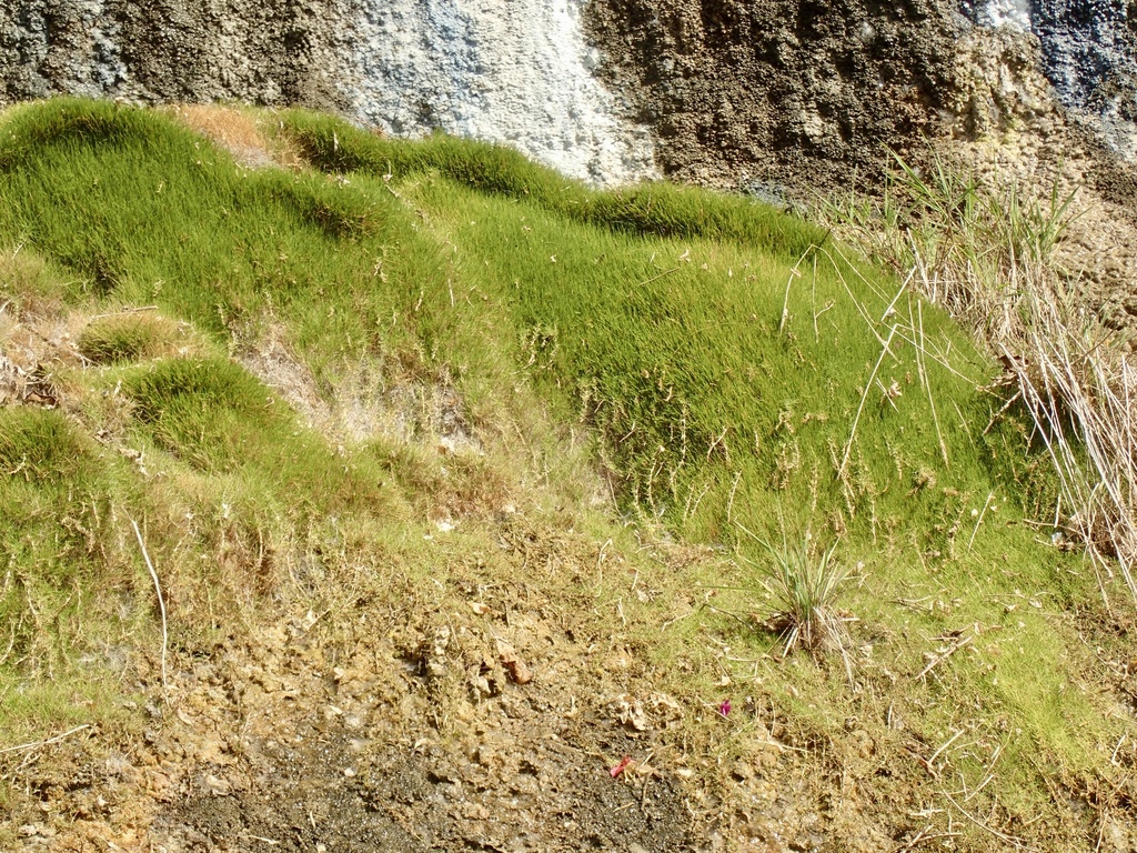 Zoysia tenuifolia, Korean velvet grass — spreading semi-evergreen (Poaceae) (image 3 of 6)