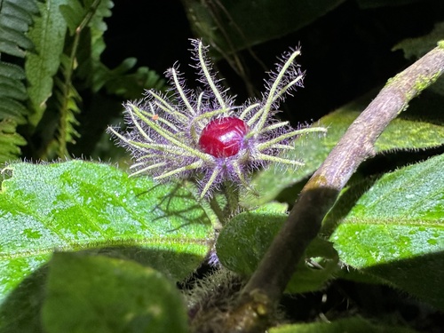 Lycianthes (alternate view 11)