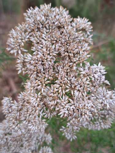 Cassinia aculeata (Australian Tauhinu)