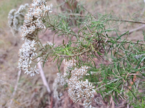 Cassinia aculeata (Australian Tauhinu) (alternate view 2)