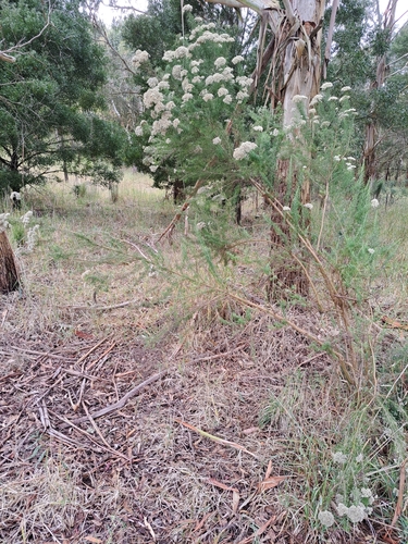 Cassinia aculeata (Australian Tauhinu) (alternate view 3)