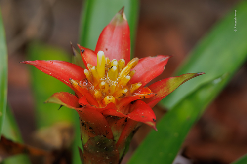 Guzmania lingulata (Scarlet Star)