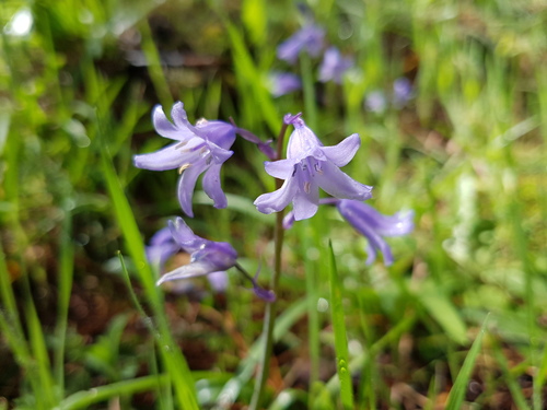 Hyacinthoides hispanica (Spanish bluebells) (alternate view 2)
