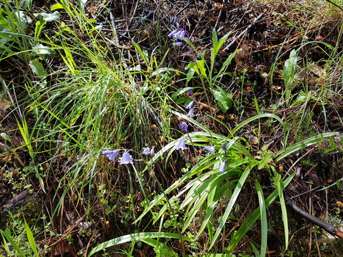 Hyacinthoides hispanica (Spanish bluebells) (alternate view 3)
