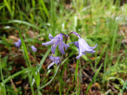 Hyacinthoides hispanica (Spanish bluebells) (alternate view 4)