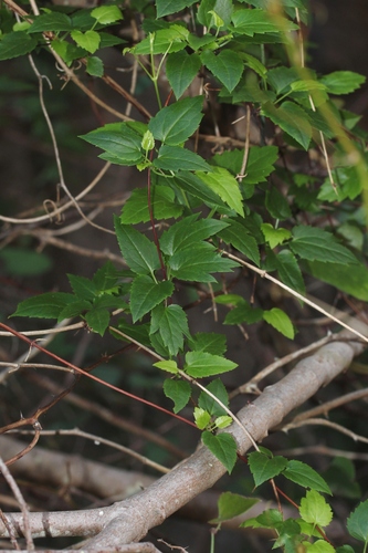 Clematis cirrhosa (early clematis) (alternate view 2)