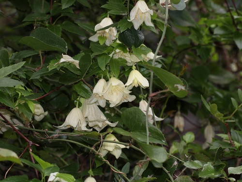 Clematis cirrhosa (early clematis)