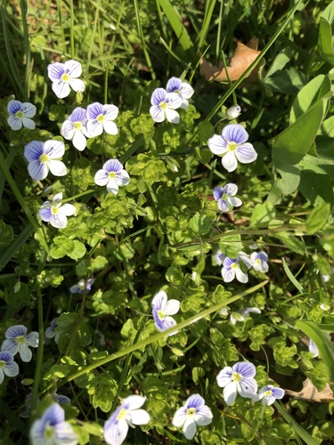 Veronica filiformis (Slender speedwell)