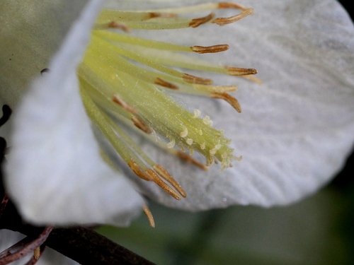 Clematis cirrhosa (early clematis) (alternate view 5)