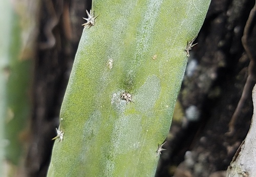 Selenicereus (moonlight cactuses) (alternate view 12)