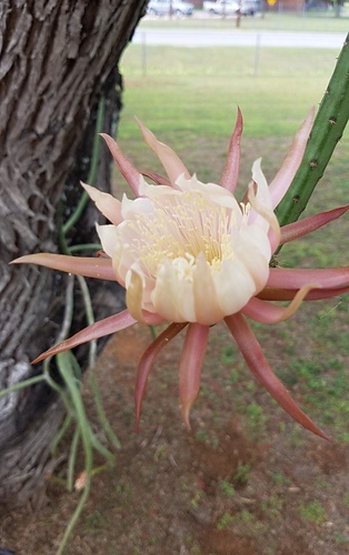 Selenicereus (moonlight cactuses) (alternate view 9)