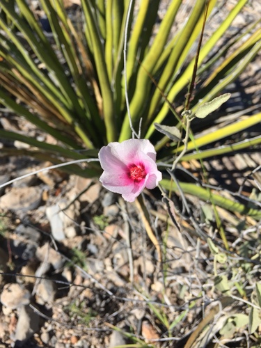Hibiscus denudatus (Rock Hibiscus) (alternate view 5)