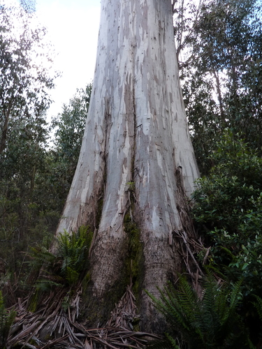 Eucalyptus (eucalyptus) (alternate view 4)
