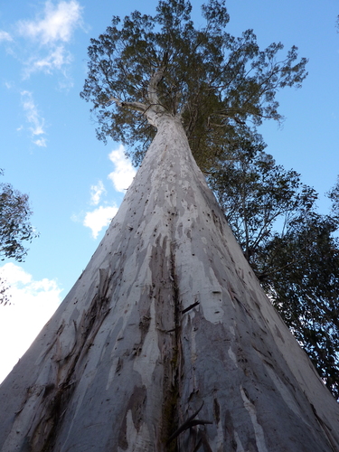 Eucalyptus (eucalyptus) (alternate view 3)