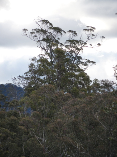 Eucalyptus (eucalyptus) (alternate view 6)