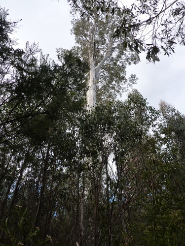 Eucalyptus (eucalyptus) (alternate view 5)