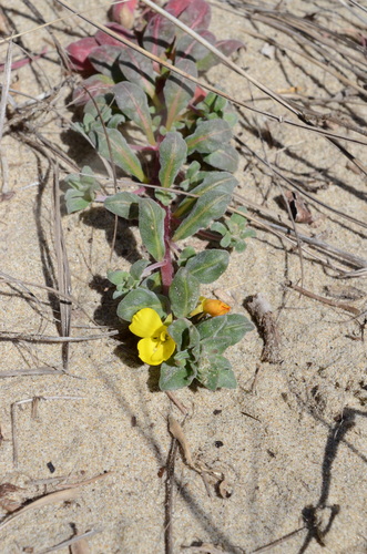 Camissoniopsis cheiranthifolia (beach suncup) (alternate view 3)