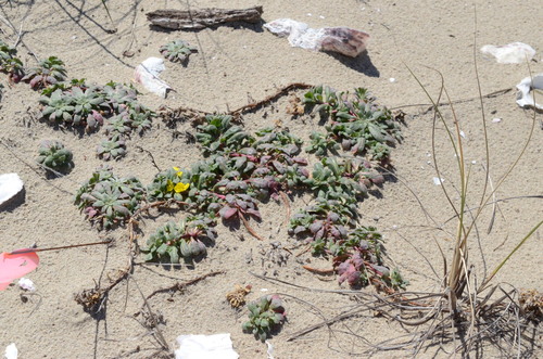 Camissoniopsis cheiranthifolia (beach suncup)