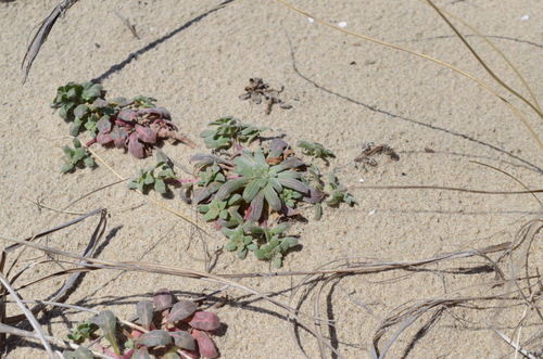 Camissoniopsis cheiranthifolia (beach suncup) (alternate view 2)