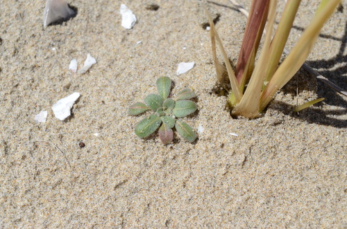 Camissoniopsis cheiranthifolia (beach suncup) (alternate view 5)