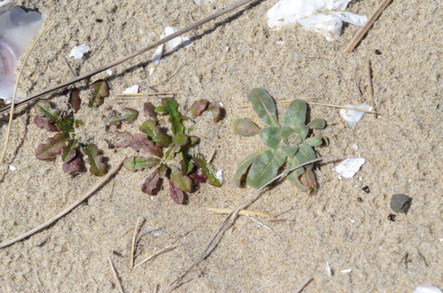 Camissoniopsis cheiranthifolia (beach suncup) (alternate view 4)