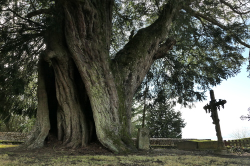 Taxus baccata (English yew) (alternate view 7)