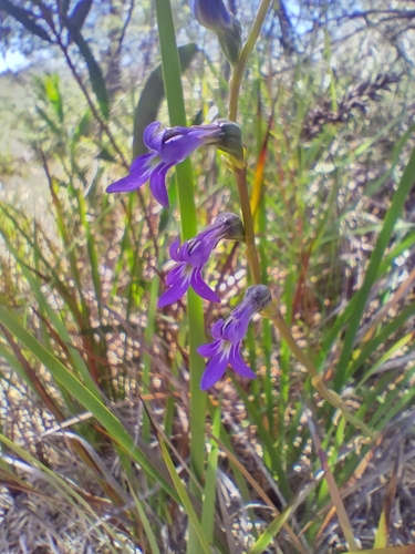 Lobelia gibbosa (tall lobelia) (alternate view 3)