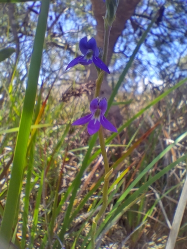 Lobelia gibbosa (tall lobelia) (alternate view 4)