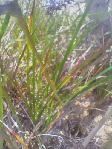 Lobelia gibbosa (tall lobelia) (alternate view 5)