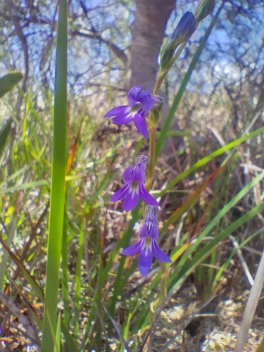 Lobelia gibbosa (tall lobelia) (alternate view 6)