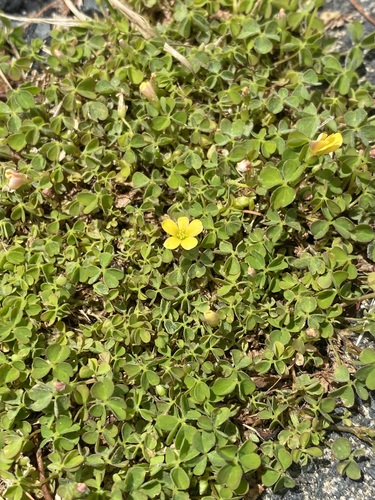 Oxalis exilis (least yellow-sorrel)