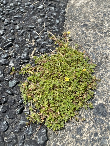Oxalis exilis (least yellow-sorrel)