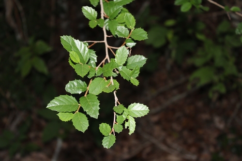Aphananthe philippinensis (Axe handle Wood) (alternate view 2)