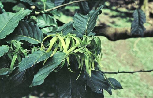 Cananga odorata (Ylang-Ylang)